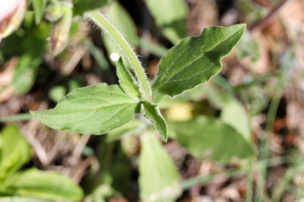 Silene latifolia (=Silene alba) / Silene bianca